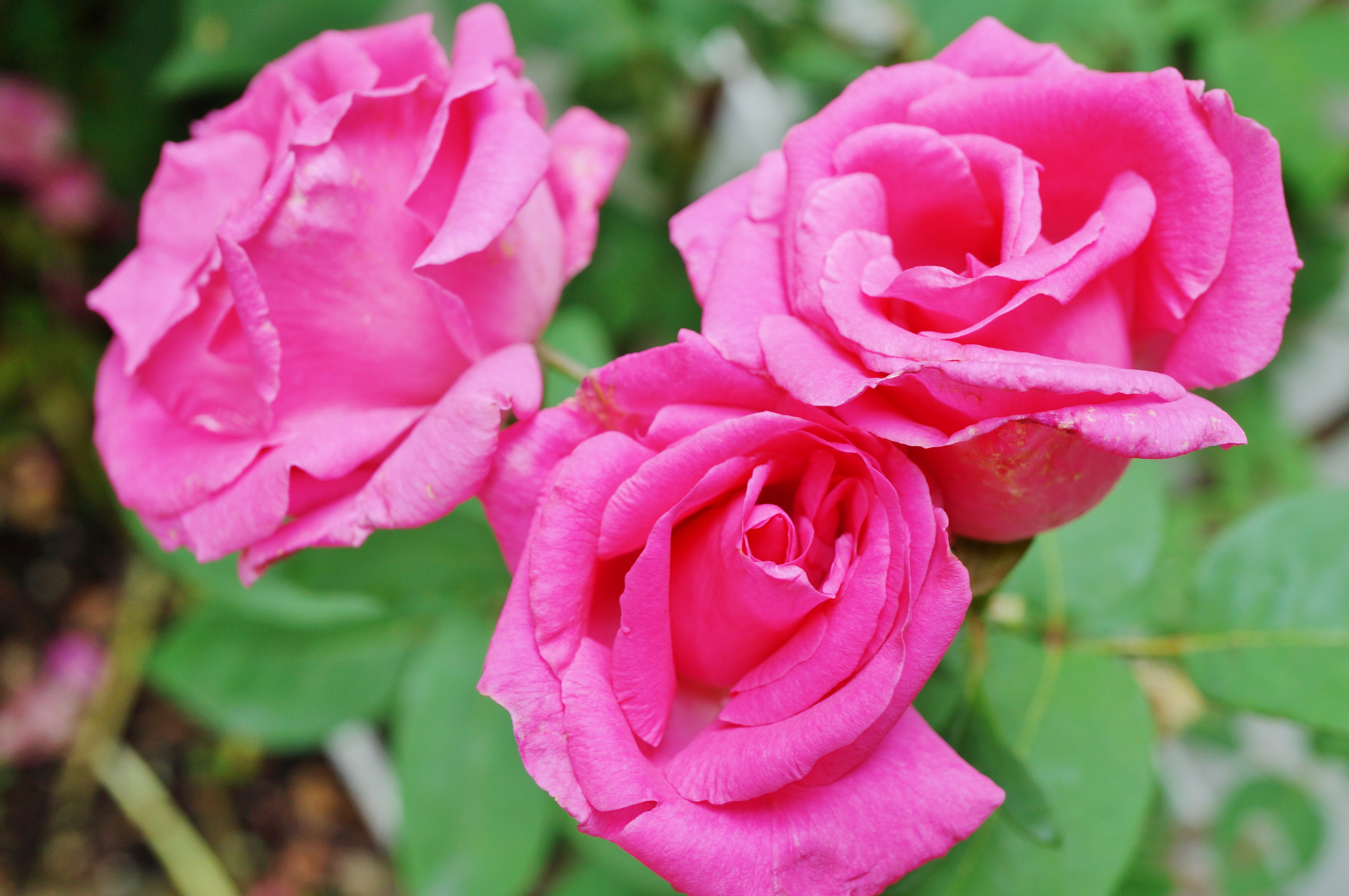 Fragrant pink blooms of the heirloom Zephirine Drouhin climbing rose